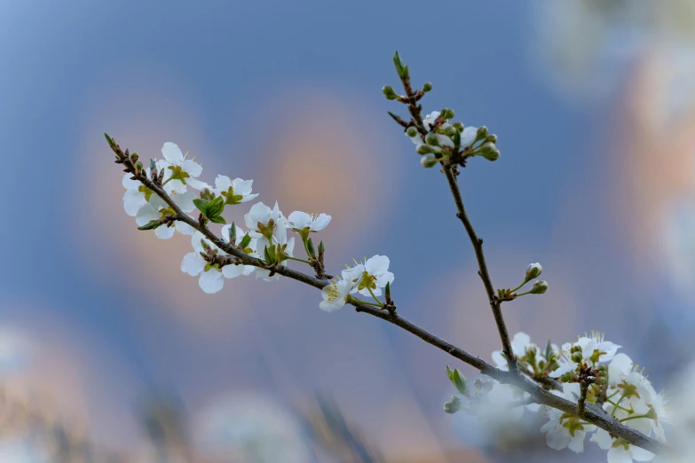 a close up of flowers on a tree