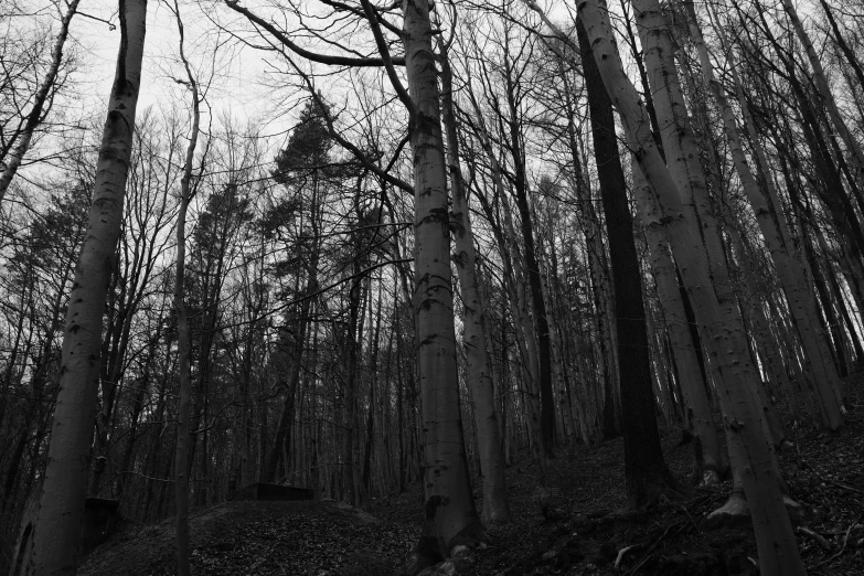 a couple of trees that are sitting in the dirt