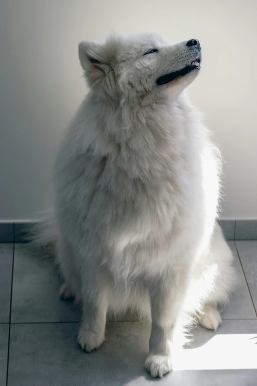 an adorable white dog standing up with its head and eyes closed