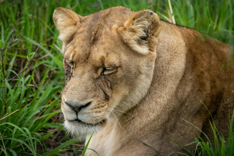 a young lion laying in the grass with its eyes closed