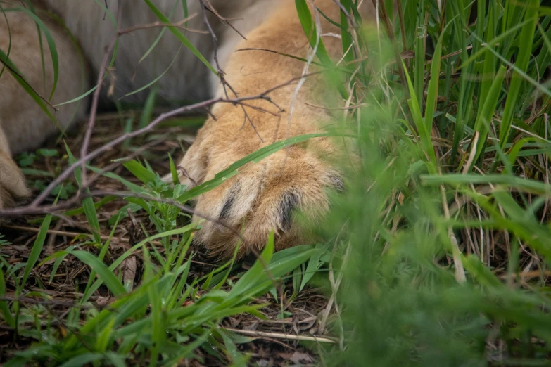 the small animal is trying to eat the grass