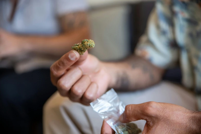 a person is holding a marijuana plant in their hand