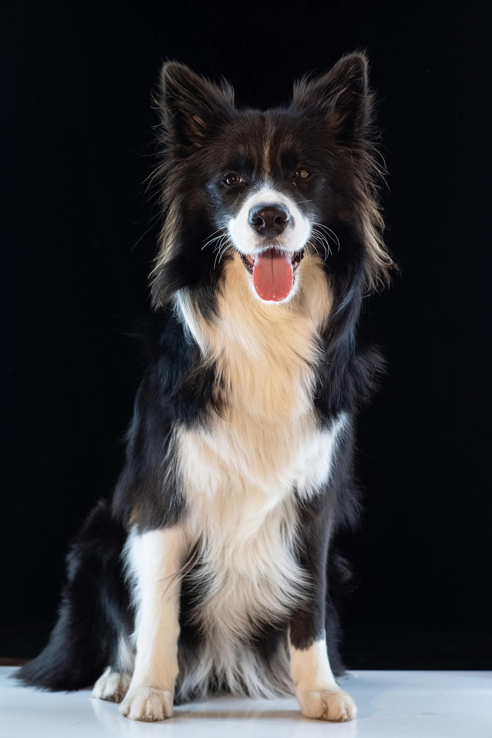 a furry dog poses for a pograph while wearing a collar