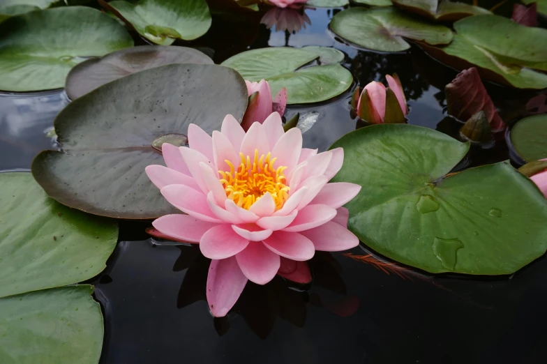 a pink waterlily floats above green leaves on a body of water