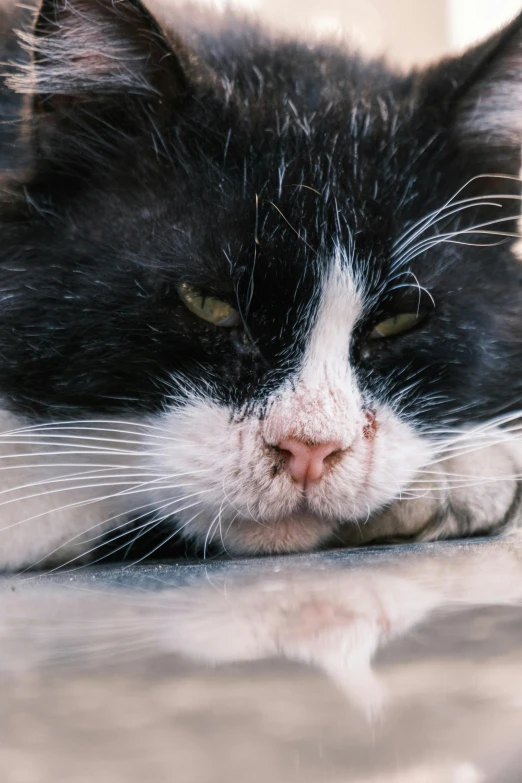 black and white cat resting on floor with one eye open