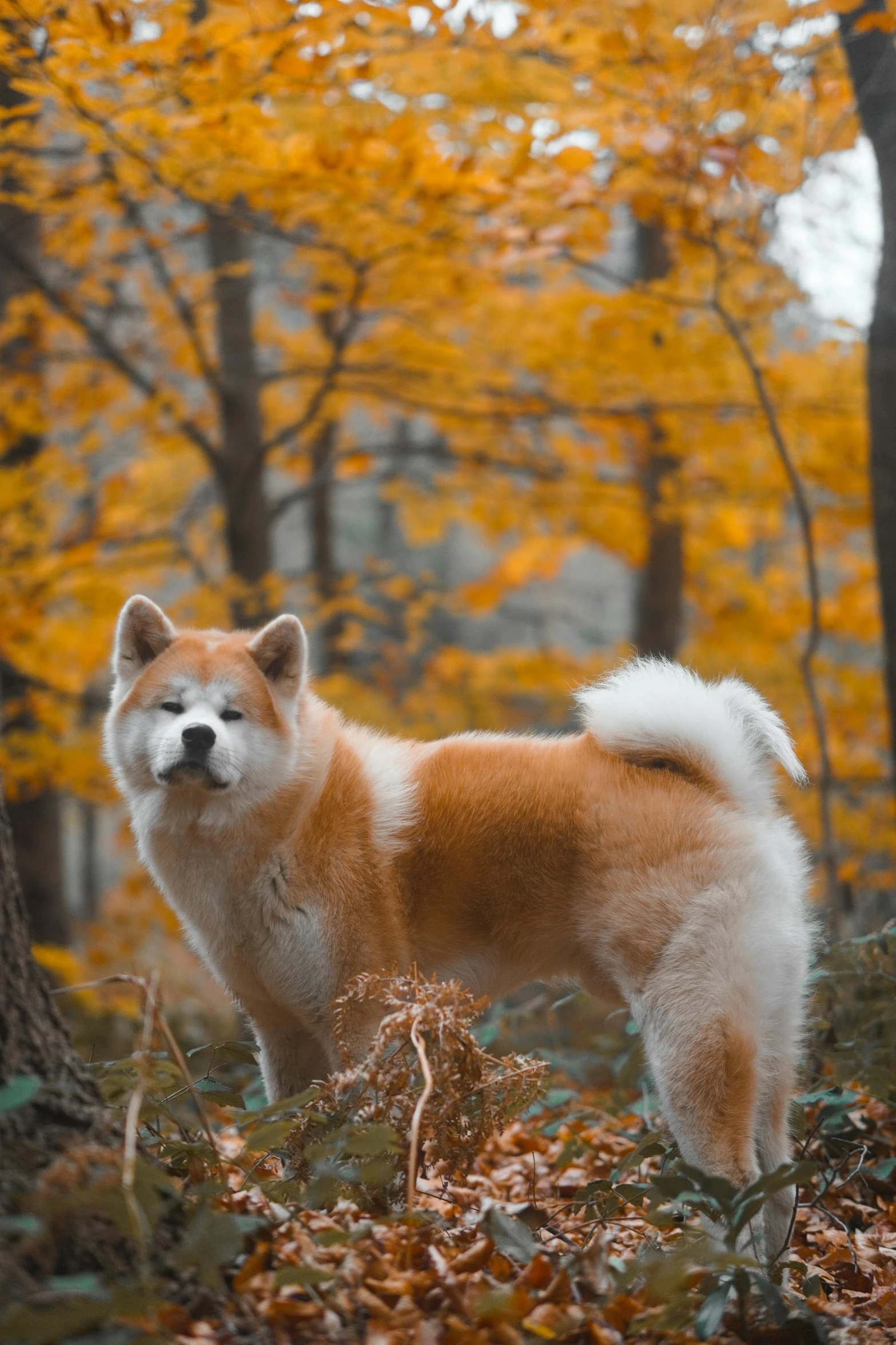 an adorable dog standing in the leaves of a forest