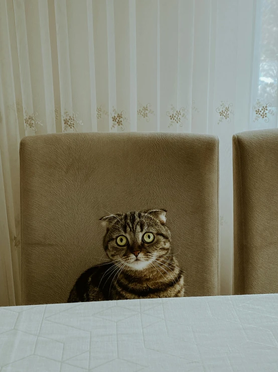 cat with green eyes sitting in chair next to window