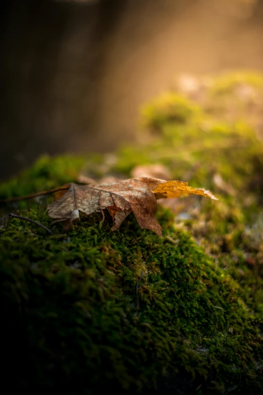 a leaf lays on top of moss on the ground