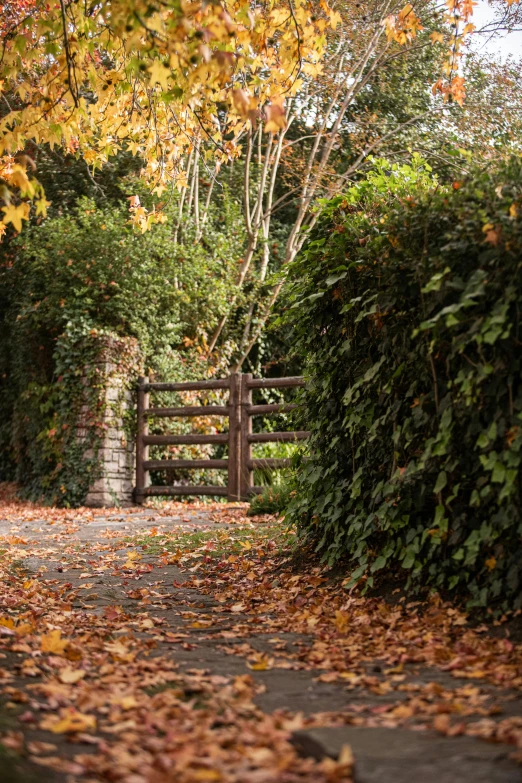 the fall leaves are on the ground and the path is covered by a wooden gate