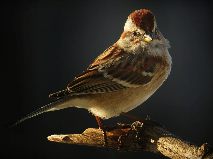 a small brown bird perched on top of a nch