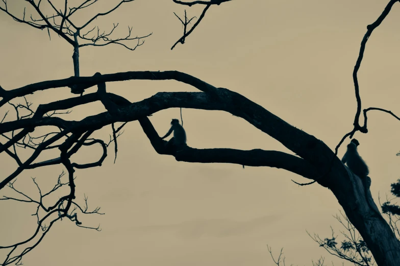 silhouette of birds sitting on tree nch and looking at ground