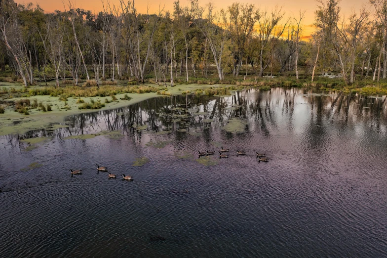 three ducks swimming in the water by a grassy area