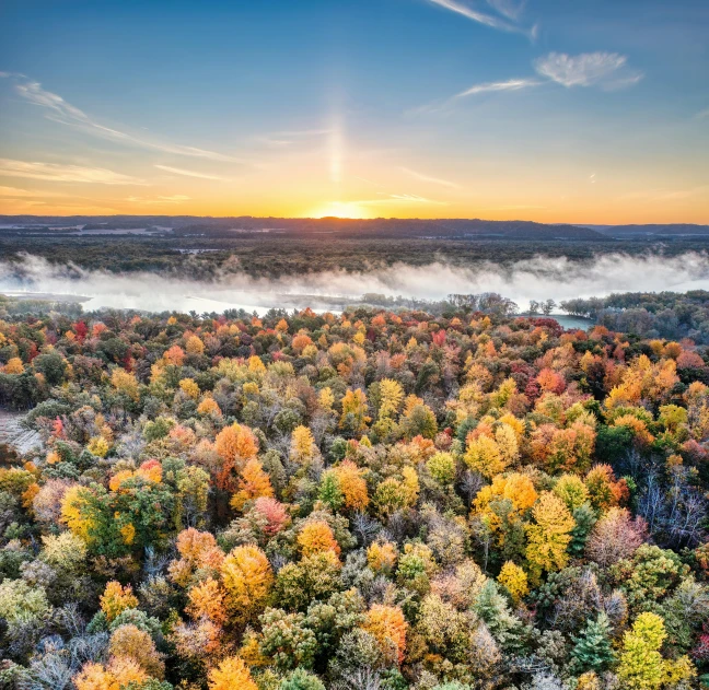 a foggy forest in the middle of autumn