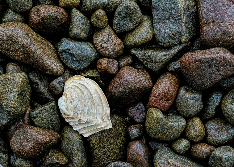 a shell sits on a rock surrounded by stones