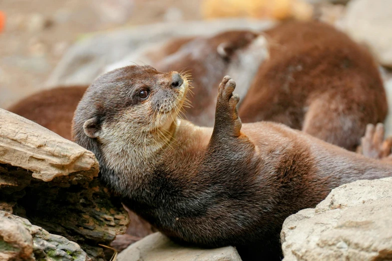 some otters standing around with their paws stretched out