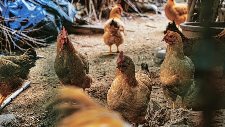 chickens on a farm next to a blue tarp bag