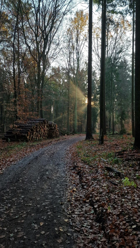 a path leading through the woods with fallen leaves on the ground