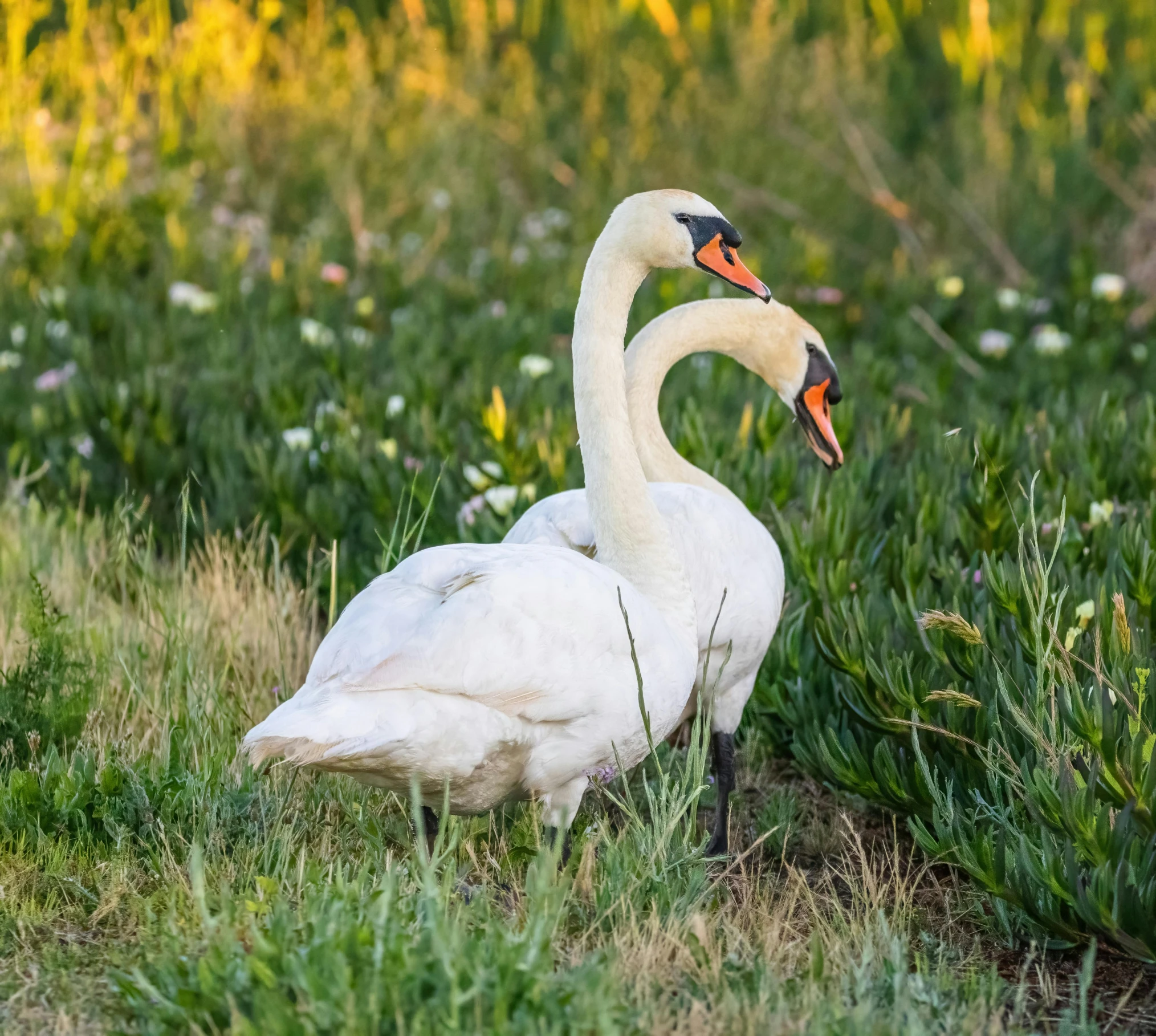 two white birds sit in the middle of a green field