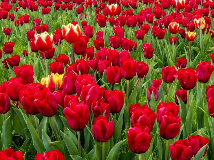 a field filled with red and yellow flowers