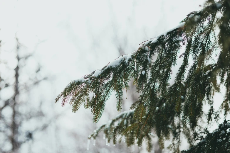 the tree's nches are covered with snow