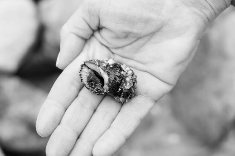 small seashell in hand with rocks in background