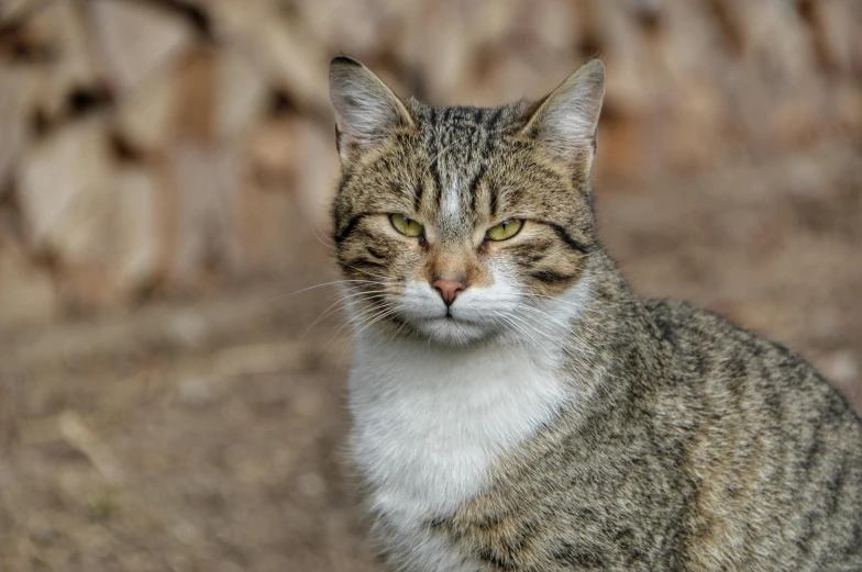 a small brown tabby cat sits in the sun