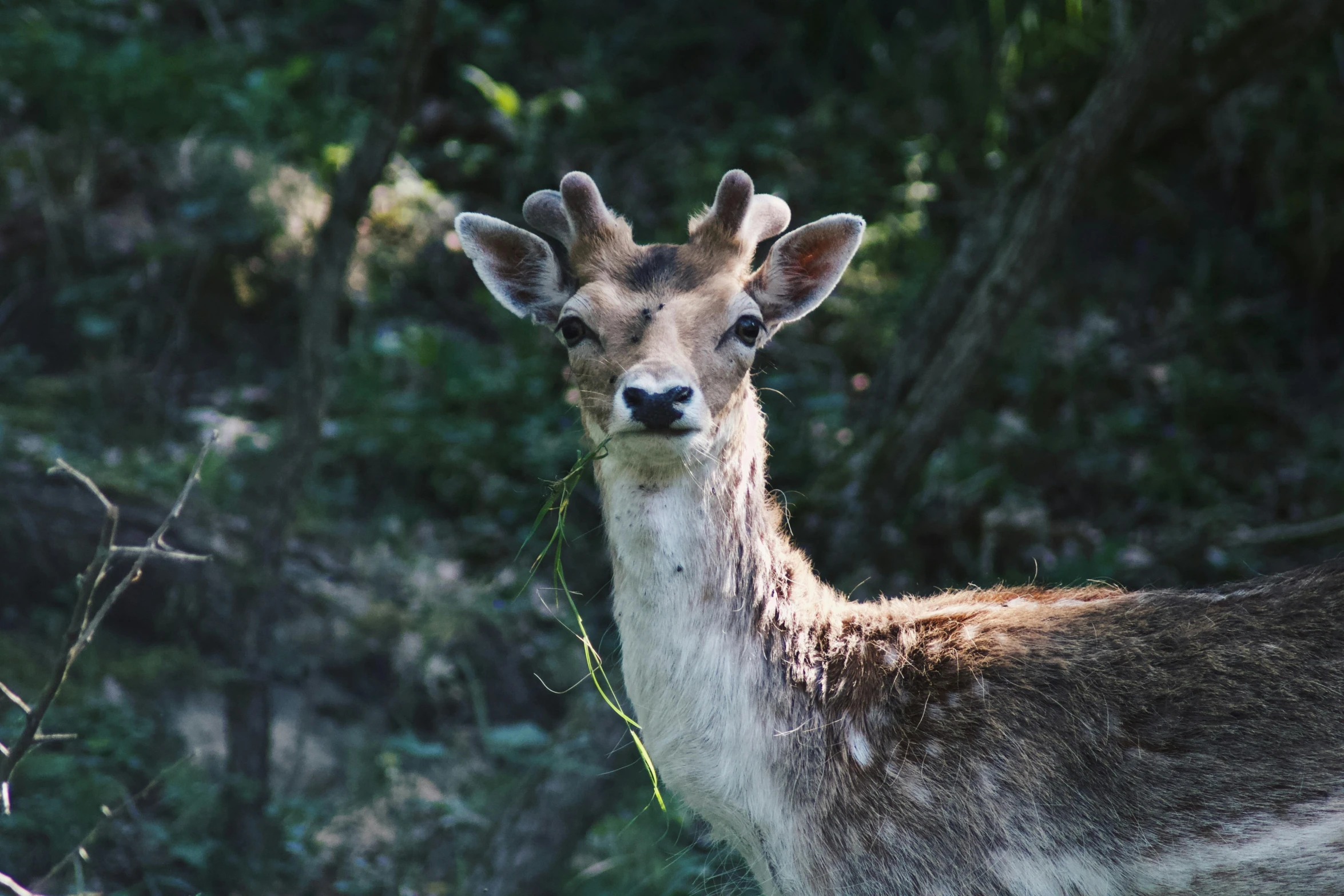 a white tailed deer looking at the camera