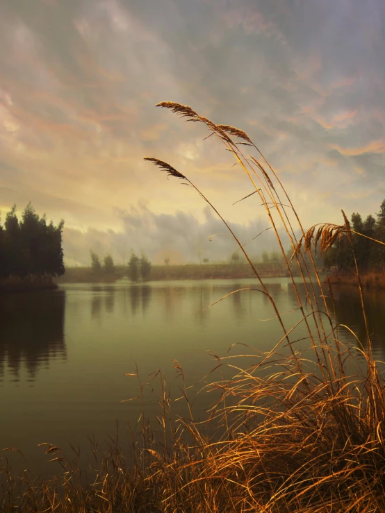 reeds against a hazy sky over a calm pond