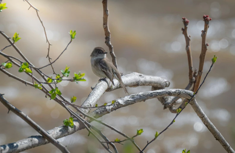 there is a bird sitting on top of a tree