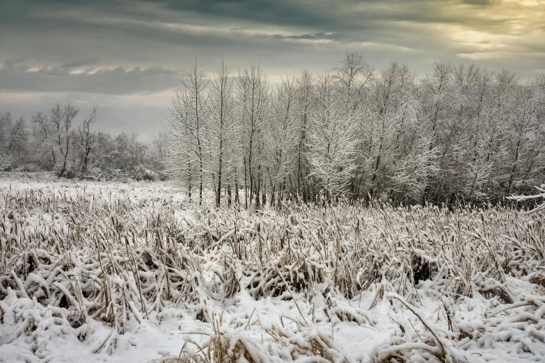 trees that are in the snow on a field