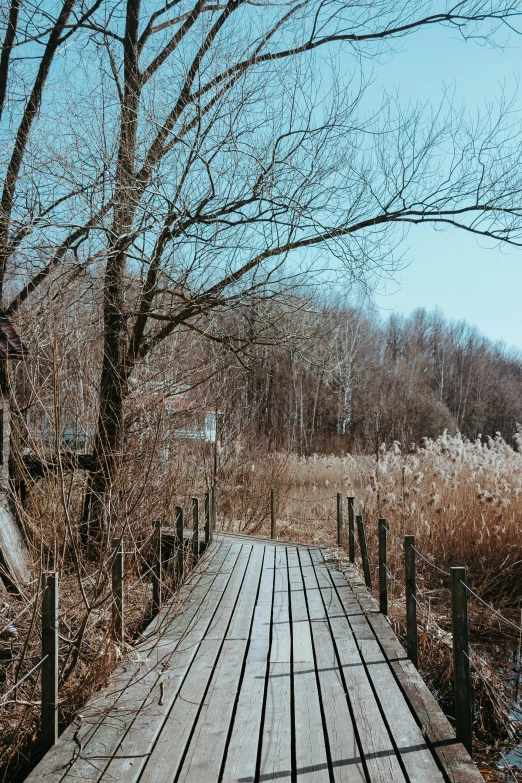 a wooden platform next to a river and tall brown trees