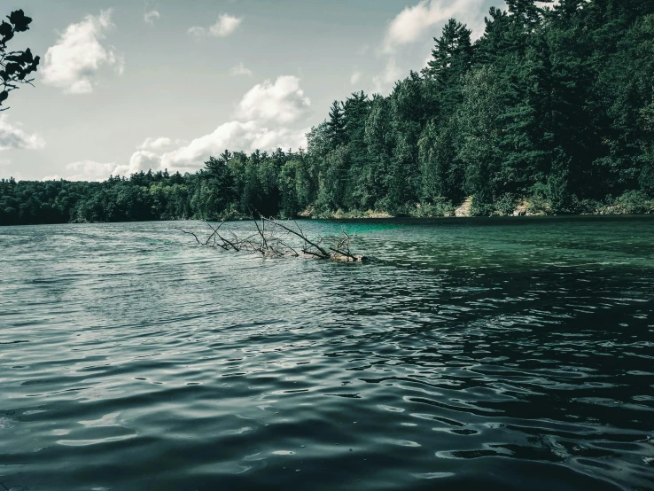 some trees and water clouds and a long pipe