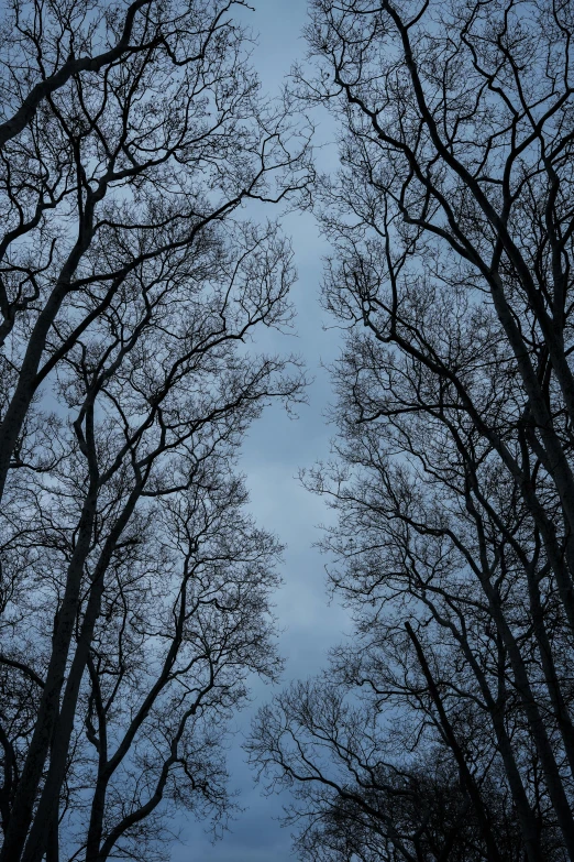 a bunch of trees and sky with no clouds