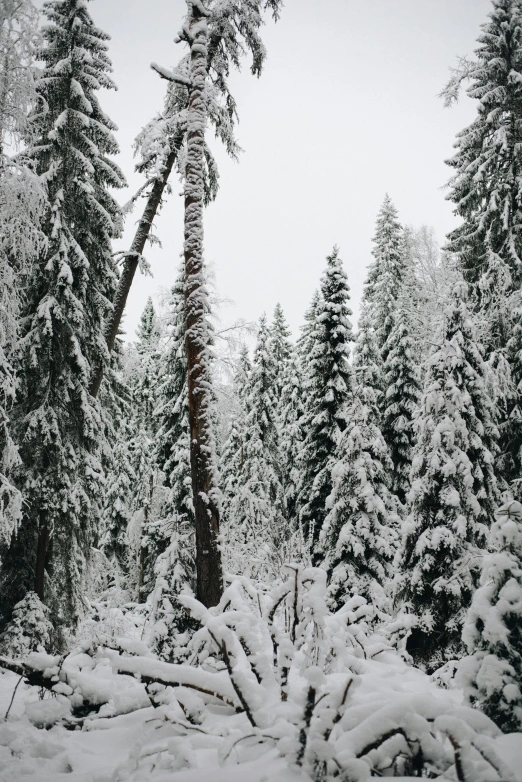 the snow covered woods and trees are all covered up