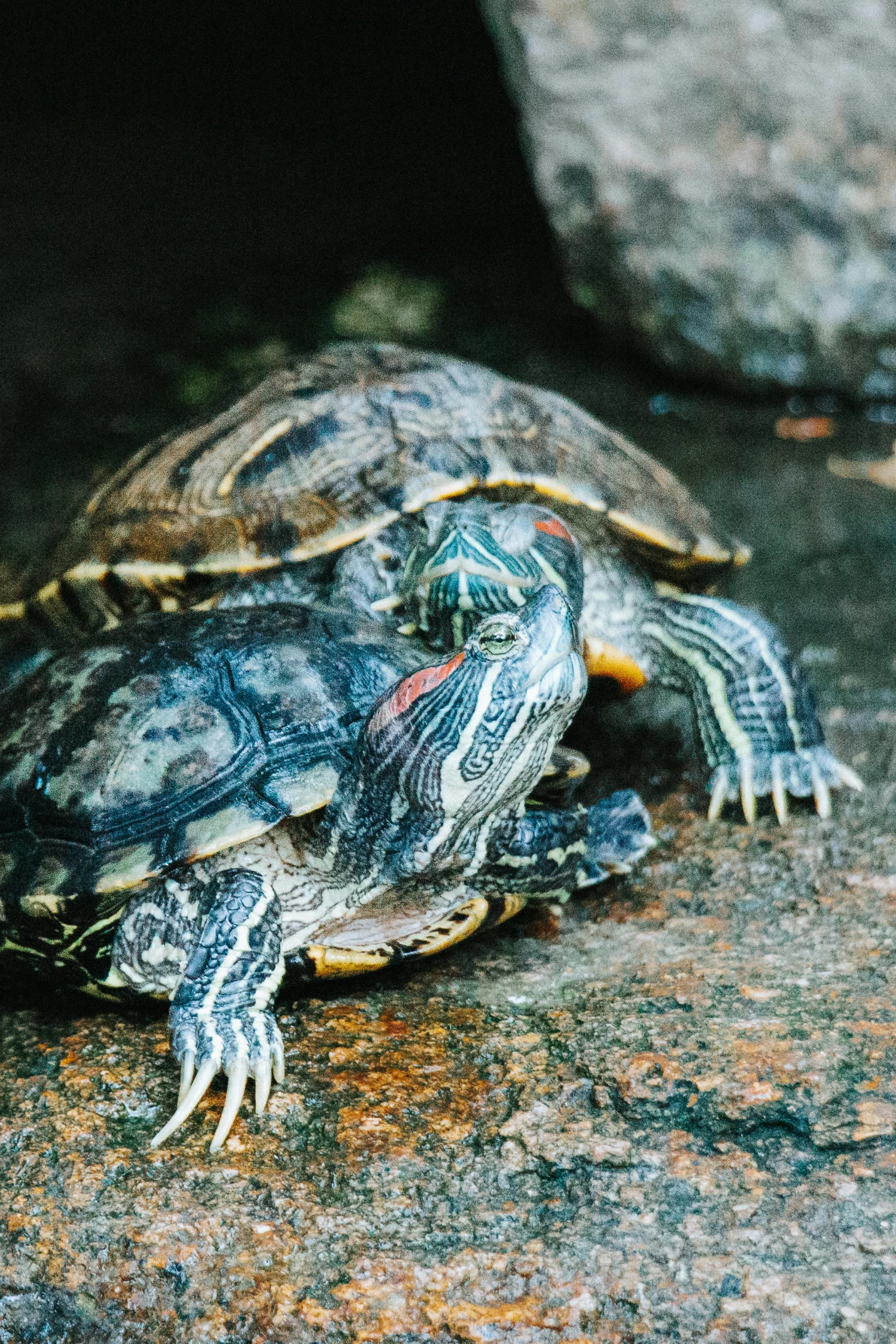 a close up of a small turtle sitting on top of a rock