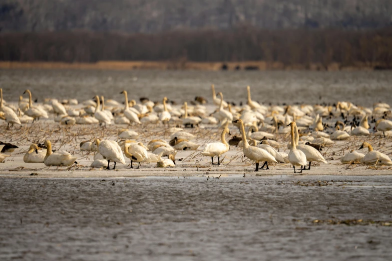 the flock of birds is all together at the lake