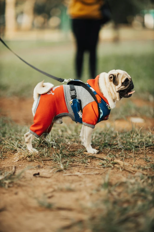 there is a small dog with an orange shirt and blue jeans