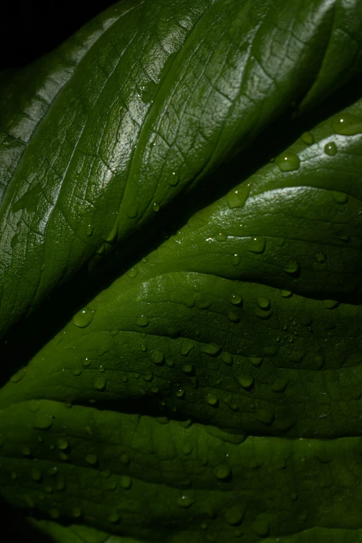 closeup s of large green leaves that are very green