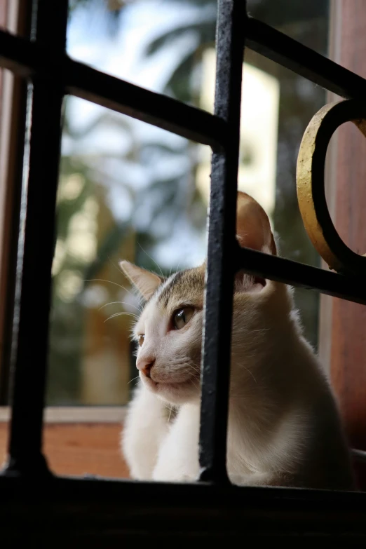 a cat behind a metal bars staring outside the window