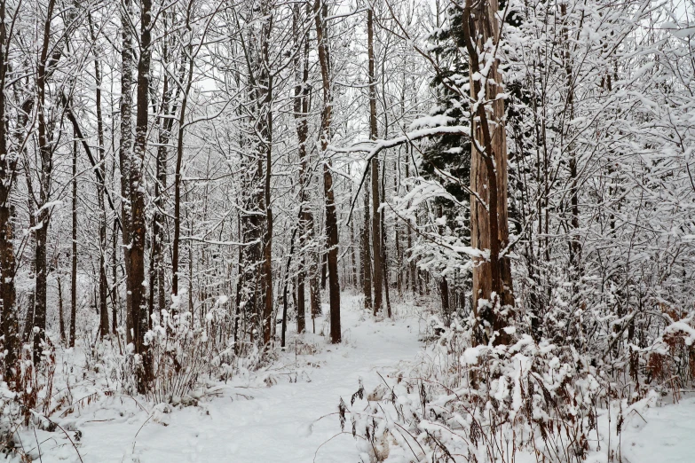 there is a path through the trees in the snow