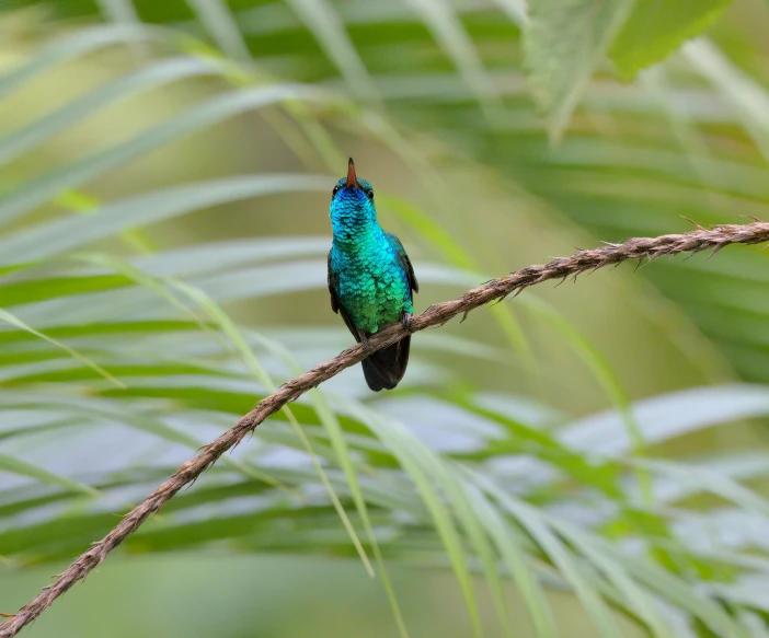 a blue and green bird perched on a nch