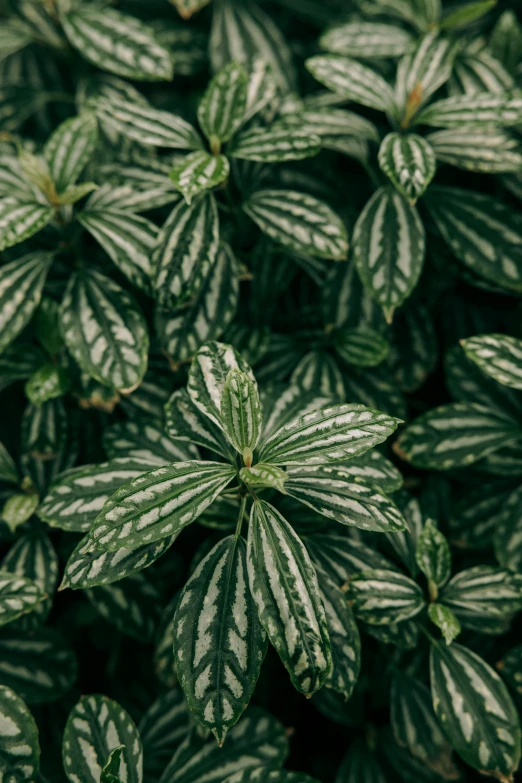 green and white striped plants in a greenhouse