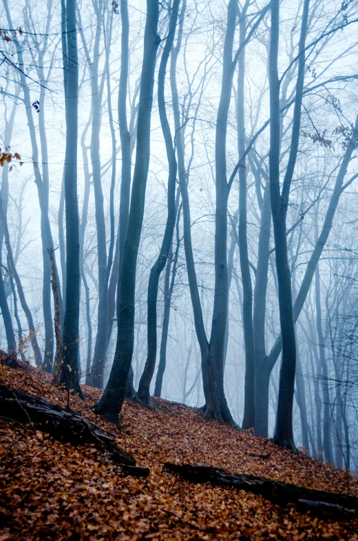 a couple of trees that are next to some leaves