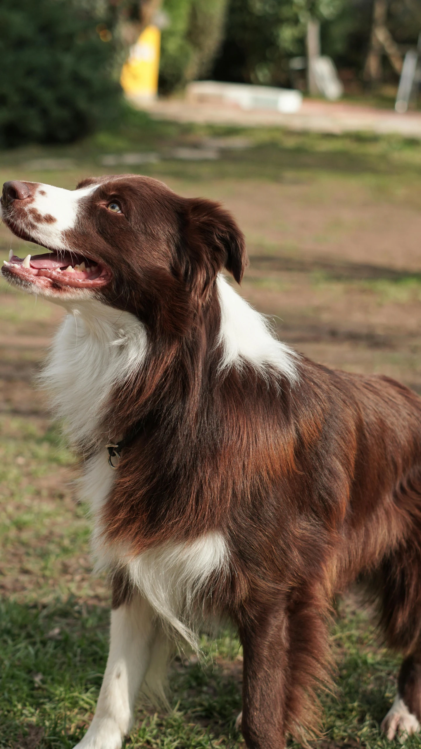 a dog standing in grass looking off in the distance