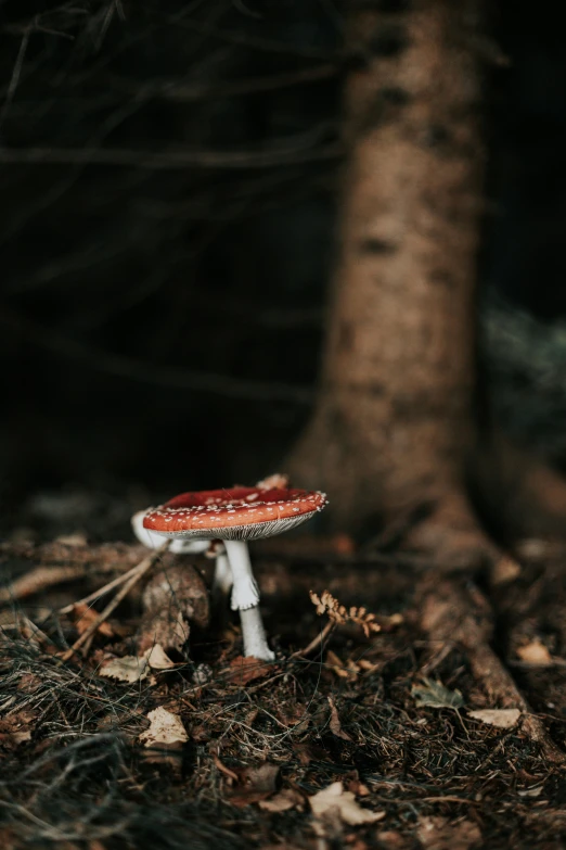 a small red mushroom sitting in the forest