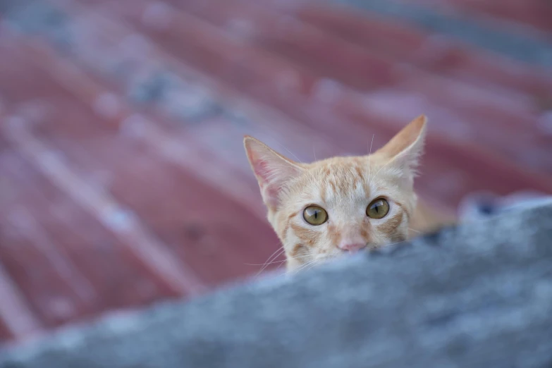 a cat that is looking up at the camera