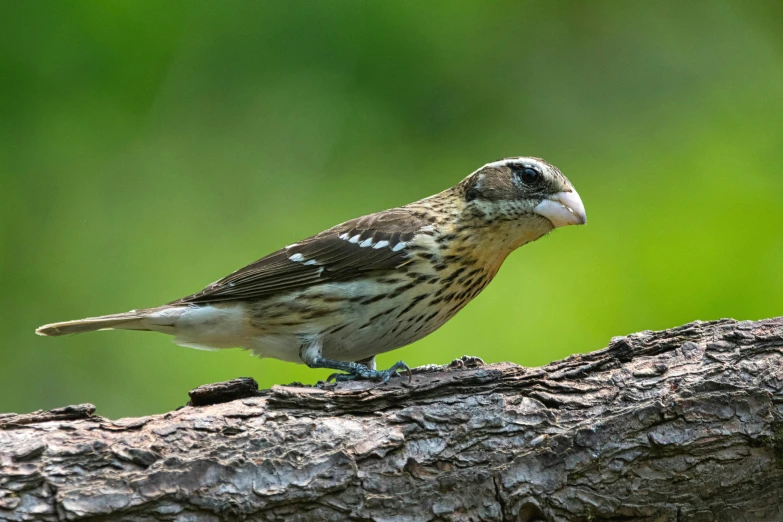 the bird is sitting on a tree nch