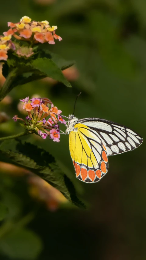 a yellow erfly resting on a pink flower