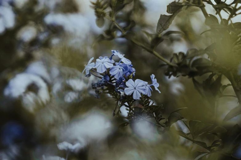 a close up of the blue flower that has blossomed