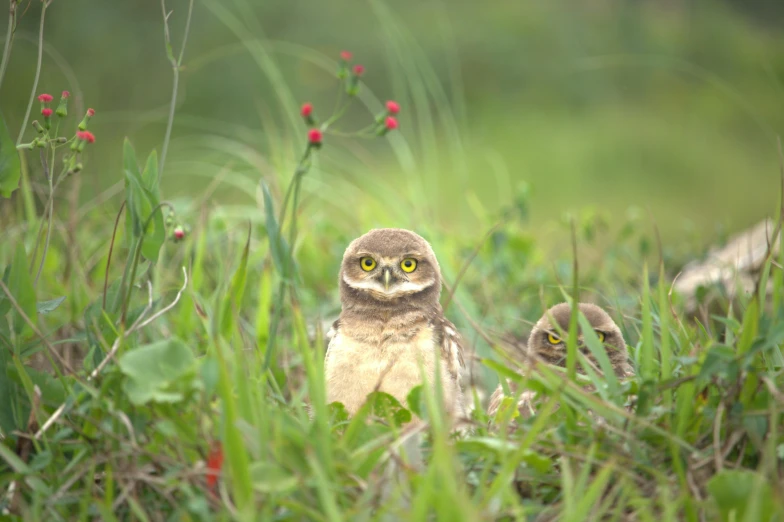 an owl sits in tall grass with it's eyes closed